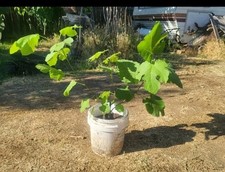 Patlican green fig for sale  Selma