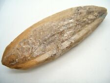 Pesce fossile origine usato  Cassano Magnago