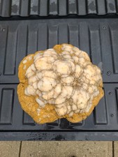 51lb massive large for sale  Fortville