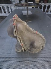 English bulldog fiberglass for sale  MAIDSTONE
