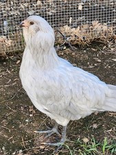 Ameraucana lavender fertile for sale  Lawrenceville