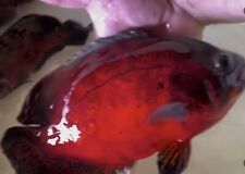 Astronotus ocellatus red for sale  LONDON