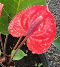 Anthurium live plant for sale  Homestead