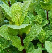 Pianta menta piperita usato  Terlizzi