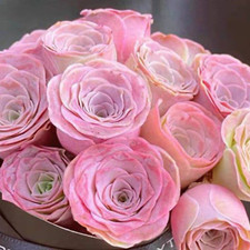 10x pink mountain for sale  BEXHILL-ON-SEA