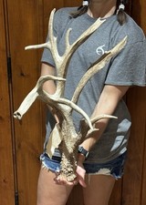 Huge 114 whitetail for sale  Harper