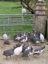 Guinea fowl eggs for sale  AMMANFORD