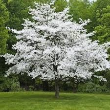White dogwood tree for sale  Tazewell