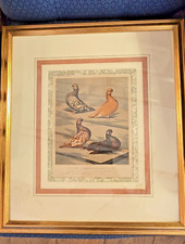 Antique cassell pigeon for sale  MALMESBURY
