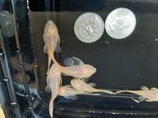 Albino bristlenose plecos for sale  La Mesa