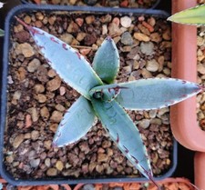Agave palmeri kutsugen usato  Taurisano