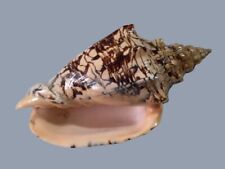 Volutidae voluta ebraea usato  Roma