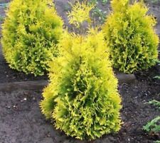 Sunkist arborvitae live for sale  Pelzer
