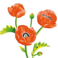 Rote mohnblumen landhaus gebraucht kaufen  Freital