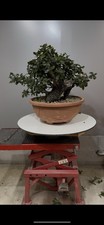yamadori usato yamadori usato Reggello