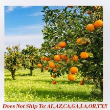 Page mandarin orange for sale  Vero Beach
