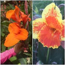 Canna lily bulbs for sale  Cleveland