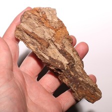 Triceratops skull chunk for sale  Isabel