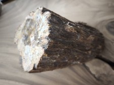 versteinertes holz chemnitz gebraucht kaufen versteinertes holz chemnitz gebraucht kaufen Leverkusen