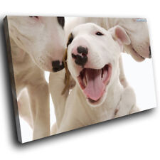 A150 white bull for sale  STRABANE