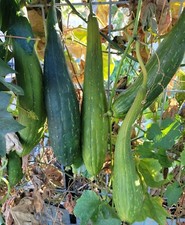 Luffa seeds gourd for sale  Paradise