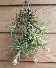 Tillandsia cluster large for sale  Jacksonville