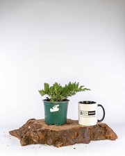 Juniper procumbens nana for sale Juniper procumbens nana for sale  ELGIN