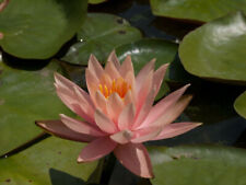 Potted waterlilies grown for sale  STOCKPORT