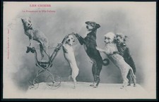Cartão postal original dos anos 1900 cachorro maltês Pinscher Jack Russell Terrier cachorro circo aa comprar usado  Enviando para Brazil