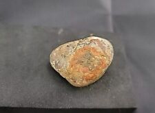 Real dinosaur fossilized for sale  Belleville