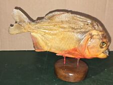 Cabinet curiosités poisson d'occasion  Ciry-le-Noble