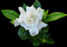 Gardenia frost proof for sale  Crawfordville