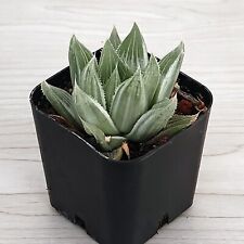 Succulent live plant for sale  San Jose