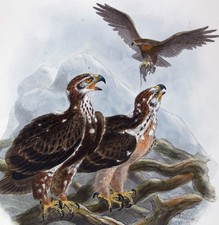 1872 keulemans dipinto usato  Urbino