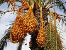 Medjool date palm for sale  Las Vegas