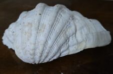 Conchiglia tridacna grande usato  Giugliano in Campania
