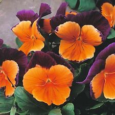 Pansy jolly joker for sale  SALISBURY