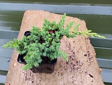 Juniper procumbens nana for sale  CRANBROOK