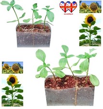 Sunflower plants stems for sale  HUDDERSFIELD