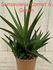Pianta rara sansevieria usato  Roma
