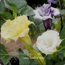 Datura ballerina mixed for sale  CANVEY ISLAND