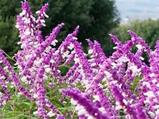 Salvia leucantha mexican for sale  Jasper