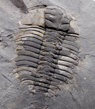 British ordovician trilobite for sale  TELFORD