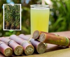 Zuckerrohr ziergras pflanzen gebraucht kaufen  Kaiserslautern