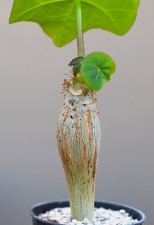 Jatropha podagrica caudiciform for sale  WALTON ON THE NAZE