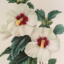 Redoute flowers hibiscus for sale  Sahuarita