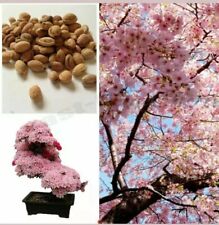 Cherry blossom tree for sale  WEMBLEY
