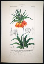 1831 turpina incisione usato  Urbino