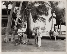 Vintage photo hawaii for sale  Santa Rosa