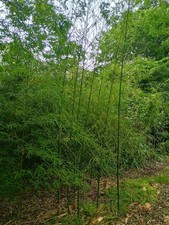 Live bamboo plant for sale  Norlina